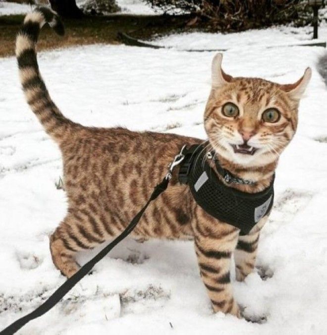 20 фото, доказывающих, что кошки не созданы для зимы 48