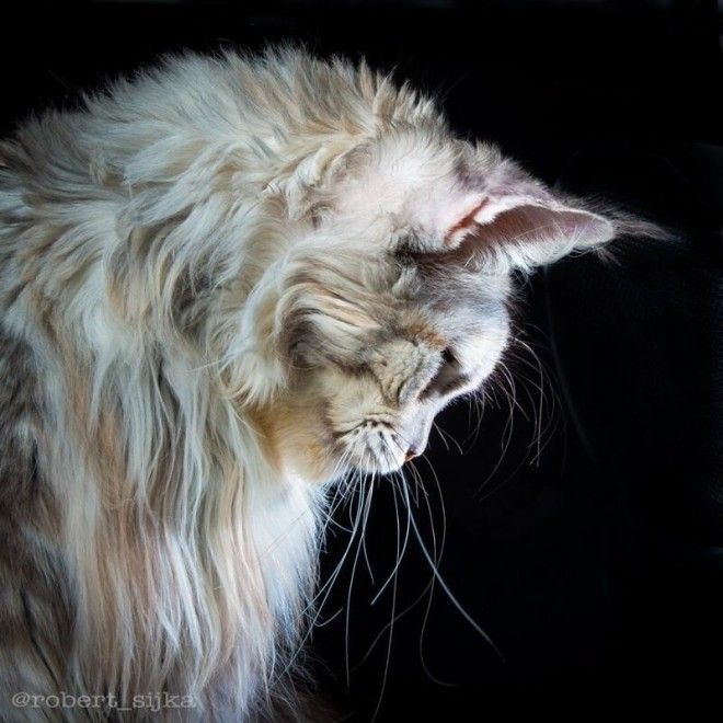 Магическая красота мейнкунов, самых крупных кошек 78