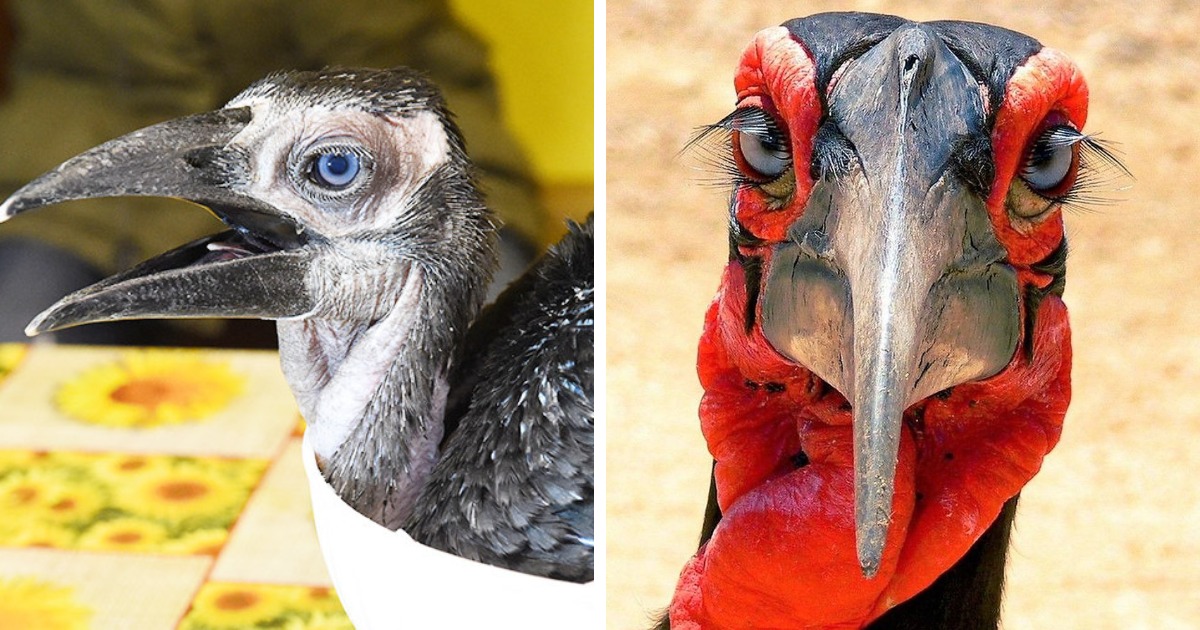 14 чудесных превращений невзрачных птенцов в чудо-птиц, которые доказывают, что природа умеет делать сюрпризы 51