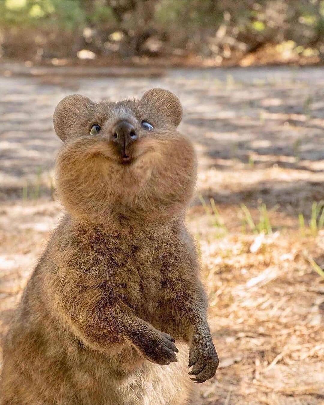 15 забавных фото автралийских квокк, доказывающих, что это самые улыбчивые животные на Земле 55