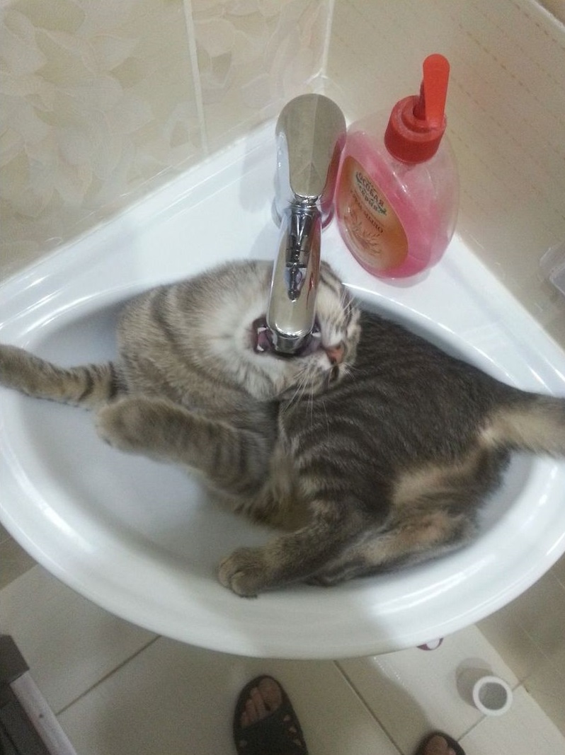 17 котиков, которые нежданно-негаданно сломались и полюбили водные процедуры 67