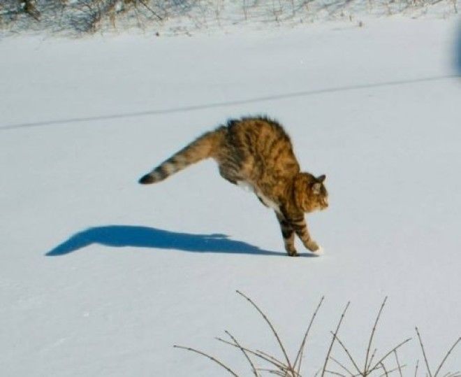 20 фото, доказывающих, что кошки не созданы для зимы 45