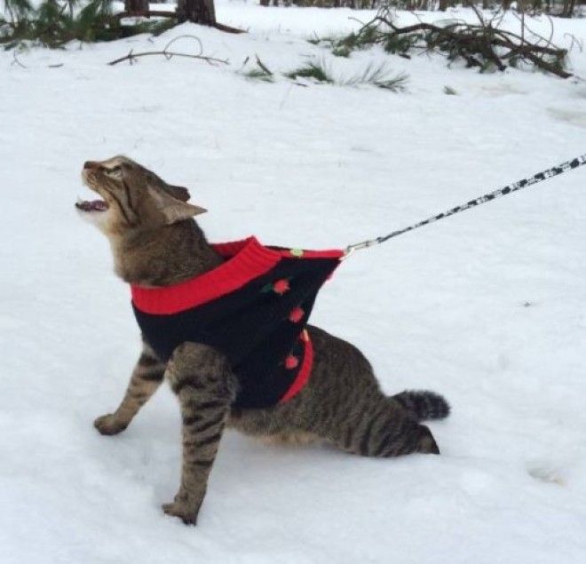 20 фото, доказывающих, что кошки не созданы для зимы 46