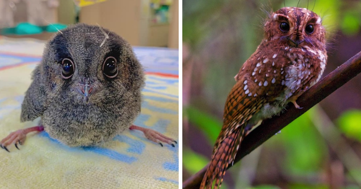 14 чудесных превращений невзрачных птенцов в чудо-птиц, которые доказывают, что природа умеет делать сюрпризы 52