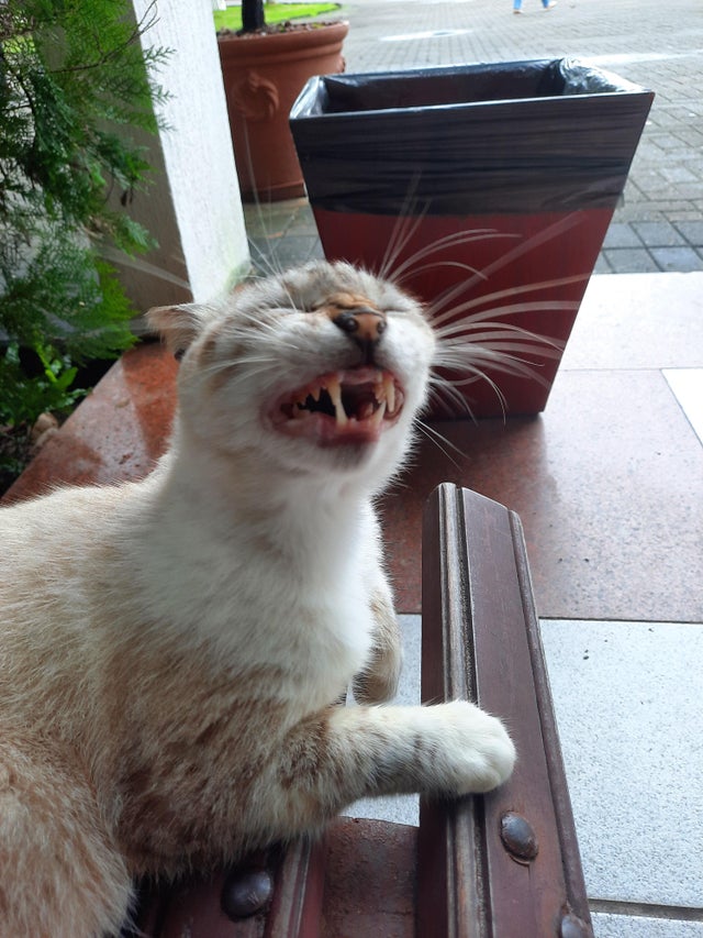 20 смешных фотографий котов, которых подловили во время чихания. Этими снимками можно их шантажировать! 65
