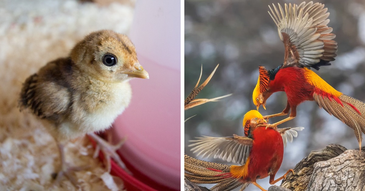 14 чудесных превращений невзрачных птенцов в чудо-птиц, которые доказывают, что природа умеет делать сюрпризы 48