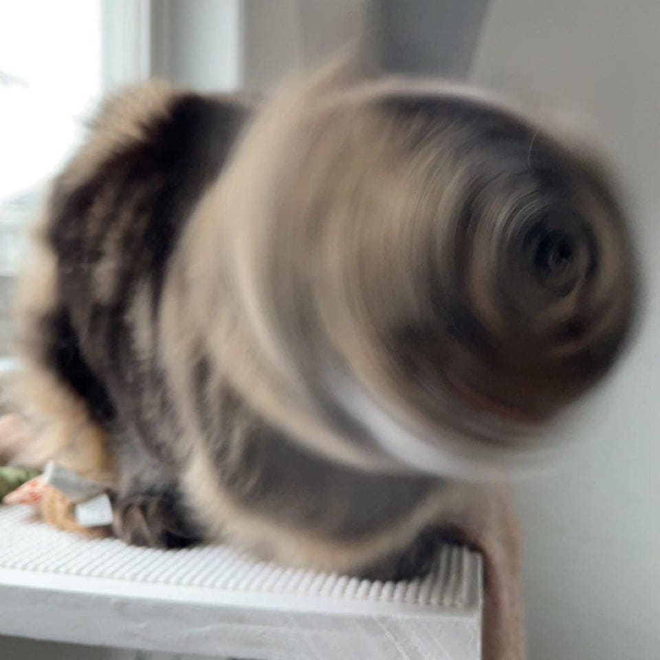 20 смешных фотографий котов, которых подловили во время чихания. Этими снимками можно их шантажировать! 72