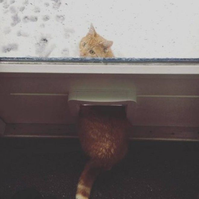 20 фото, доказывающих, что кошки не созданы для зимы 47