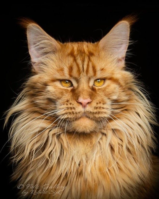 Магическая красота мейнкунов, самых крупных кошек 67