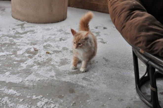 20 фото, доказывающих, что кошки не созданы для зимы 41