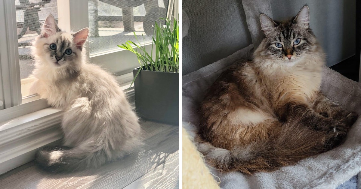 18 фотосравнений, которые покажут, как растут и меняются коты, становясь роскошными красавцами 67