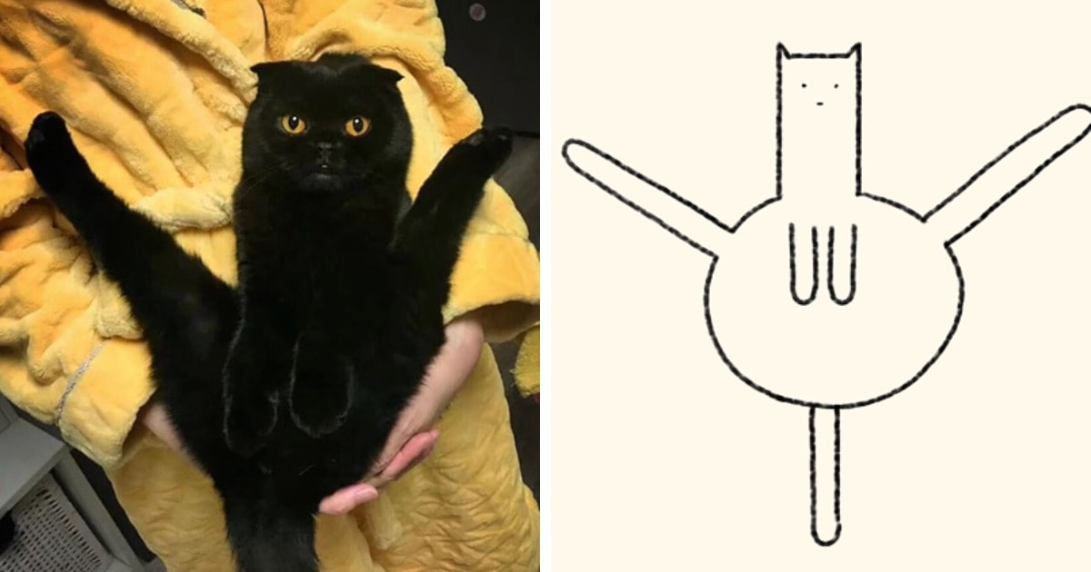 19 работ художника, который находит смешные фото котов в интернете и превращает их в забавные карикатуры 76