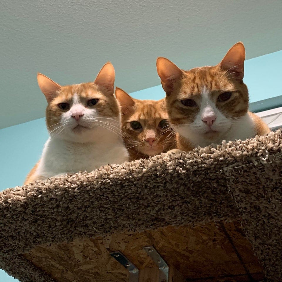 15 фото, которые доказывают, что круче, чем один кот, могут быть только несколько котов сразу 60