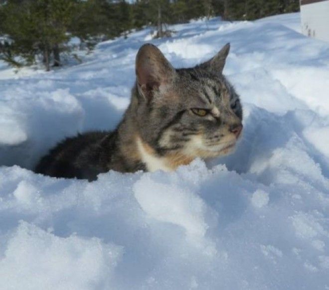 20 фото, доказывающих, что кошки не созданы для зимы 43