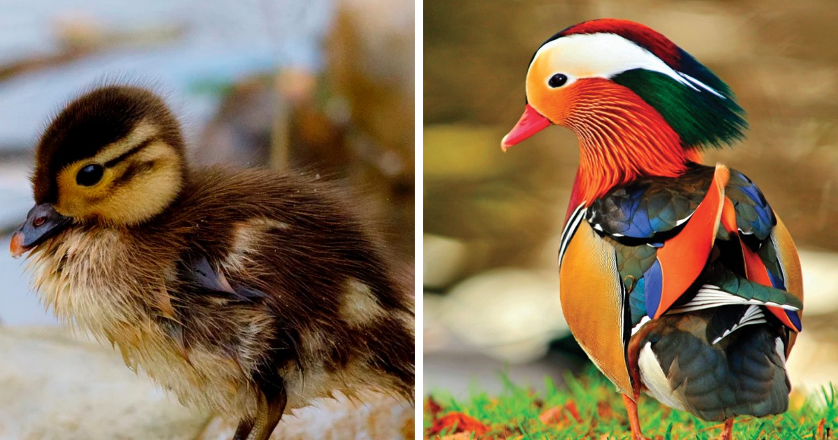 14 чудесных превращений невзрачных птенцов в чудо-птиц, которые доказывают, что природа умеет делать сюрпризы 44