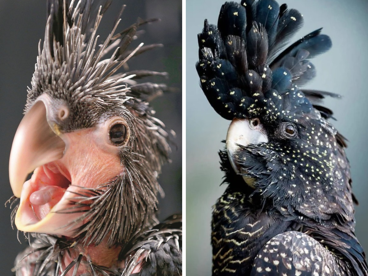 14 чудесных превращений невзрачных птенцов в чудо-птиц, которые доказывают, что природа умеет делать сюрпризы 55