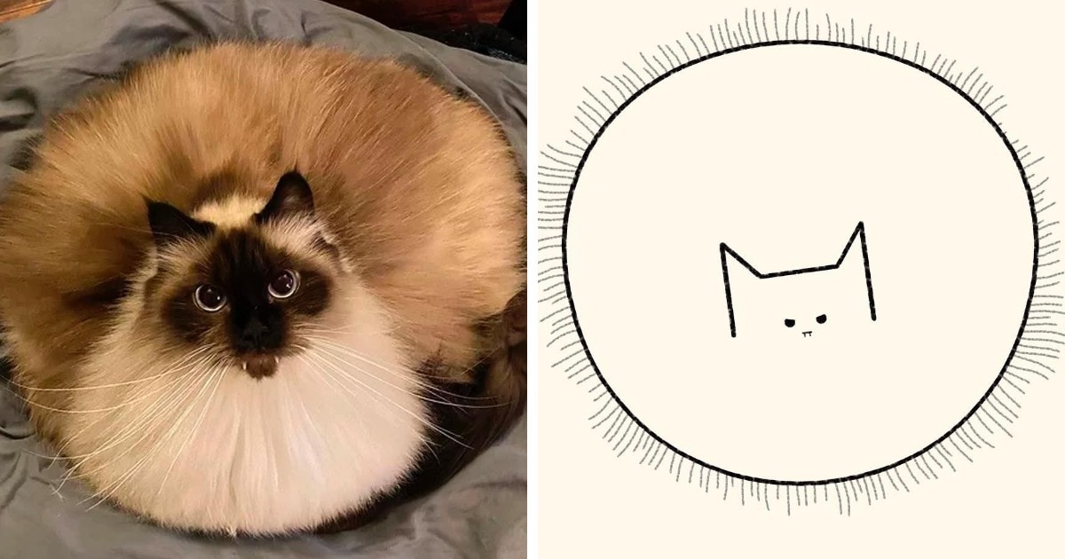 19 работ художника, который находит смешные фото котов в интернете и превращает их в забавные карикатуры 68