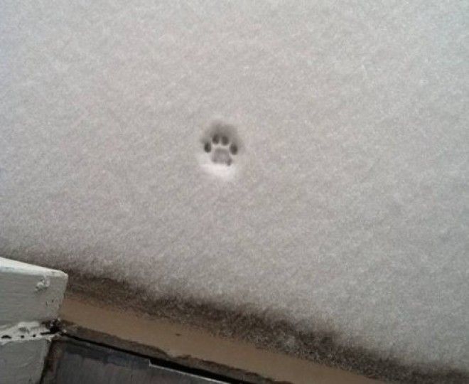 20 фото, доказывающих, что кошки не созданы для зимы 23