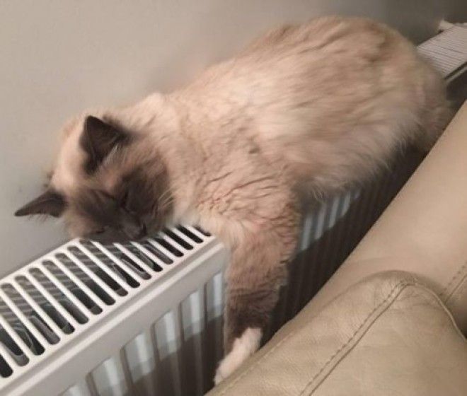 20 фото, доказывающих, что кошки не созданы для зимы 39
