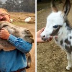15 осликов-очаровашек, доказавших, что они достойны бороться с другими животными за звание «милота года»