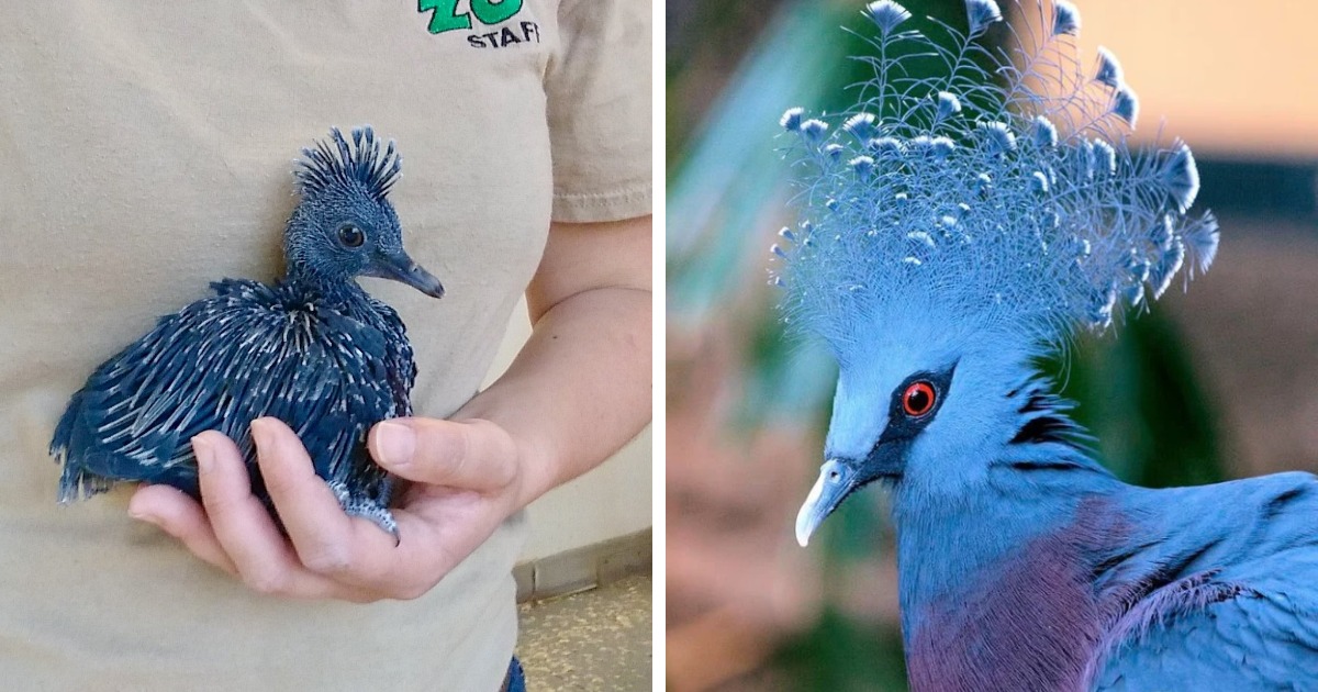 14 чудесных превращений невзрачных птенцов в чудо-птиц, которые доказывают, что природа умеет делать сюрпризы 56