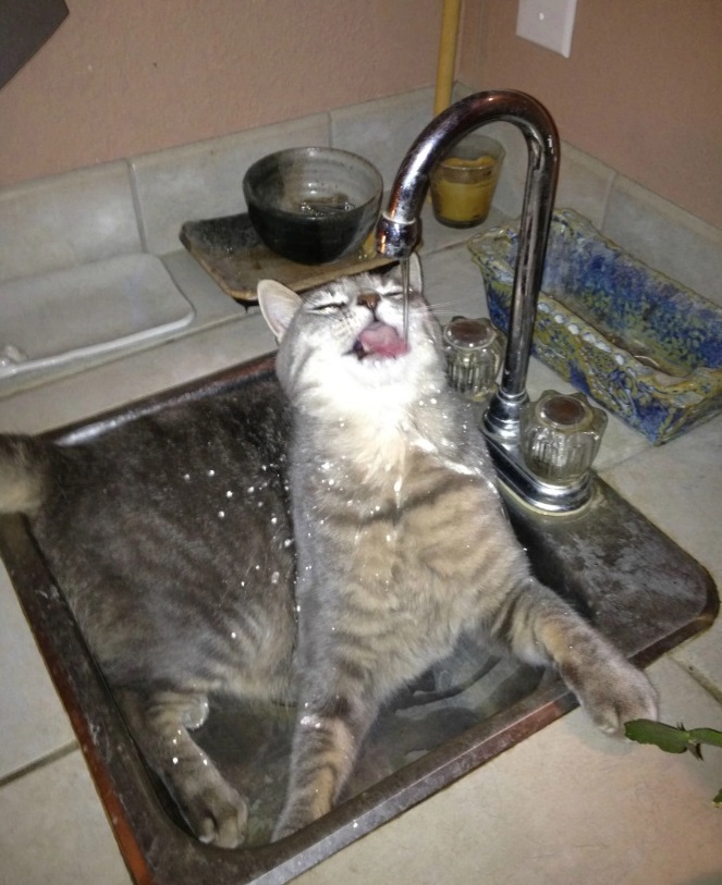 17 котиков, которые нежданно-негаданно сломались и полюбили водные процедуры 52