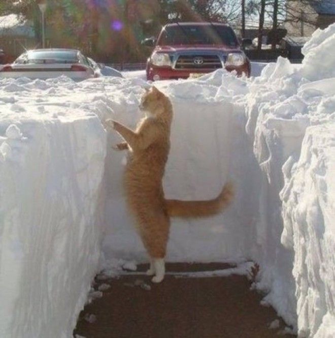 20 фото, доказывающих, что кошки не созданы для зимы 46