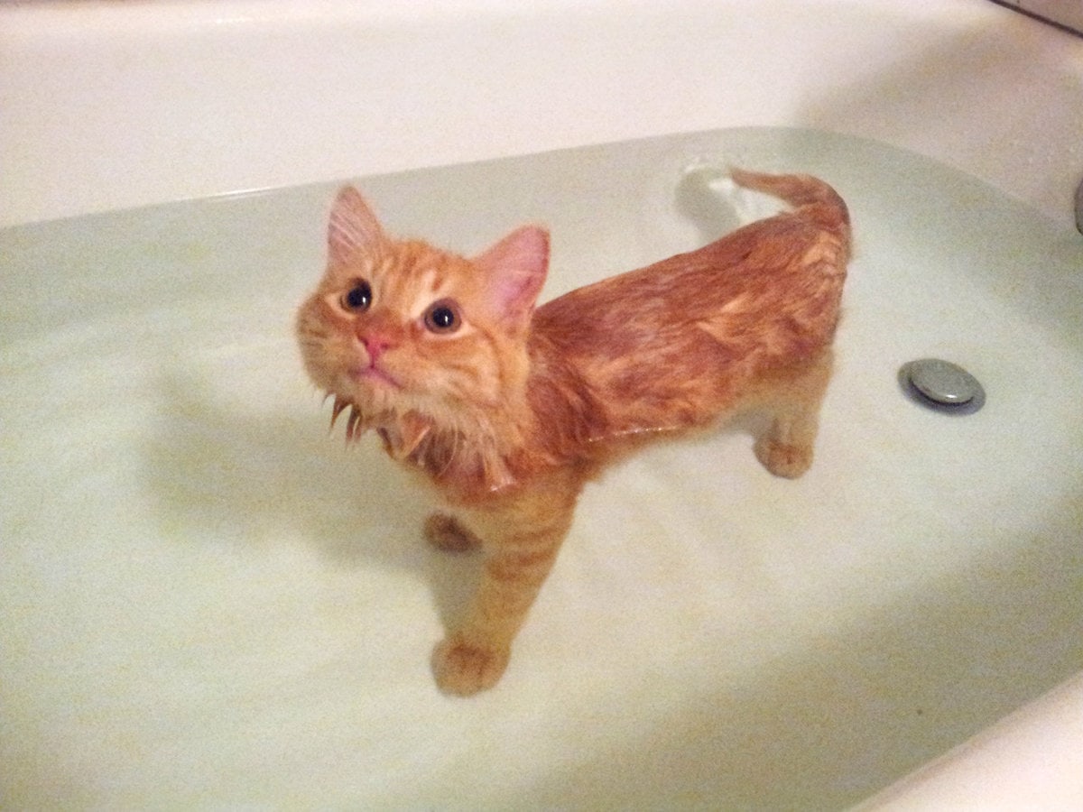 17 котиков, которые нежданно-негаданно сломались и полюбили водные процедуры 65