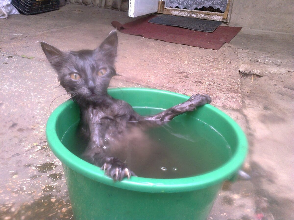 17 котиков, которые нежданно-негаданно сломались и полюбили водные процедуры 58