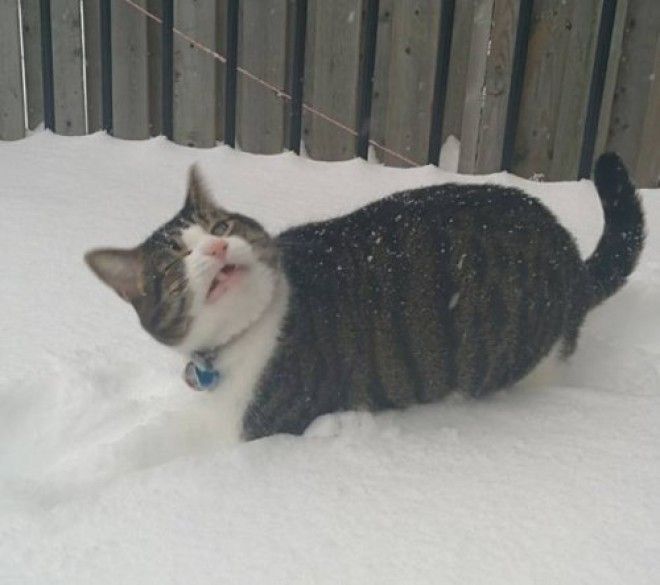 20 фото, доказывающих, что кошки не созданы для зимы 42