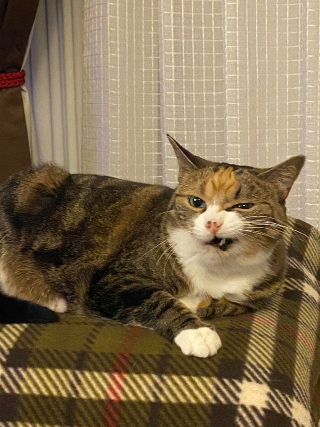 20 смешных фотографий котов, которых подловили во время чихания. Этими снимками можно их шантажировать! 71