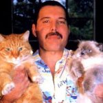 16 очаровательных фотографий Фредди Меркьюри с его любимыми кошками