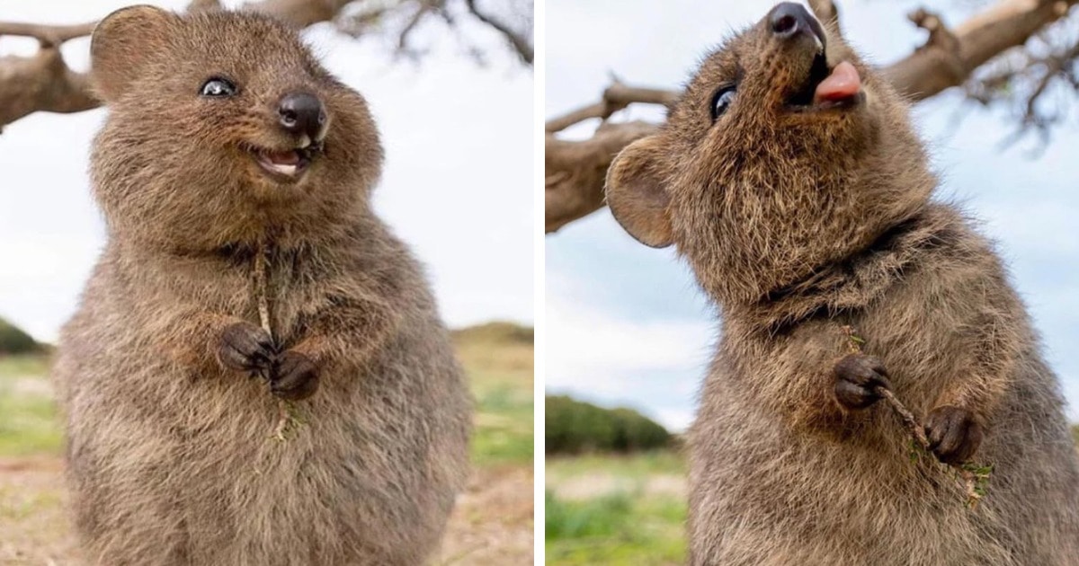 15 забавных фото автралийских квокк, доказывающих, что это самые улыбчивые животные на Земле 50