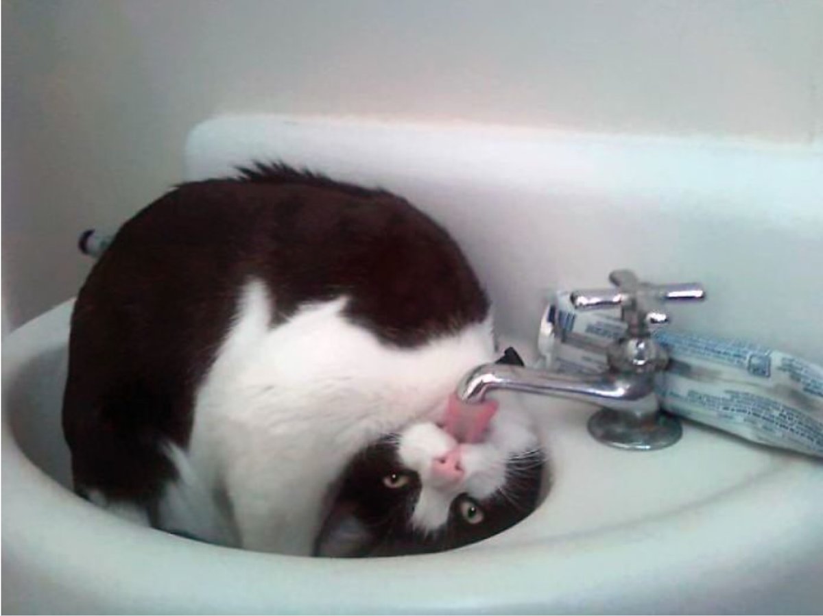 17 котиков, которые нежданно-негаданно сломались и полюбили водные процедуры 66