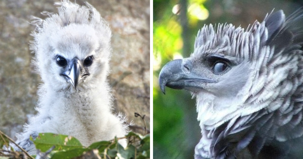 14 чудесных превращений невзрачных птенцов в чудо-птиц, которые доказывают, что природа умеет делать сюрпризы 50