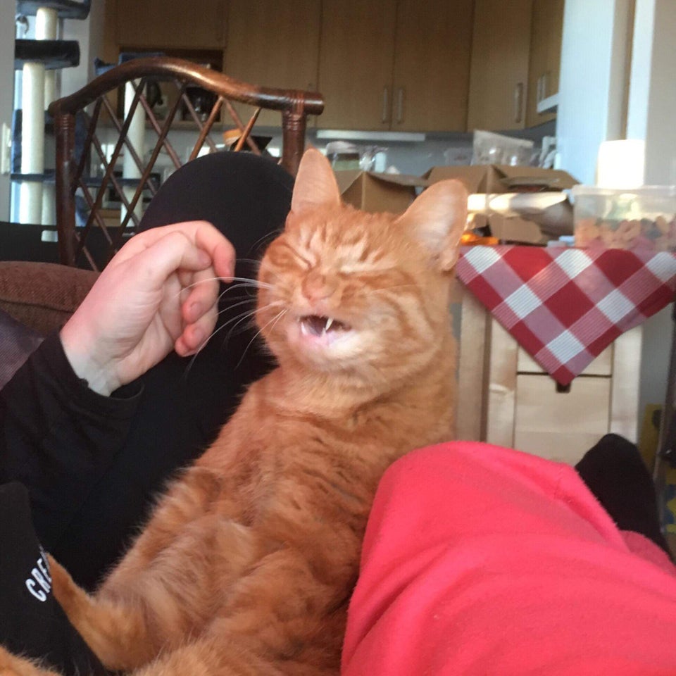 20 смешных фотографий котов, которых подловили во время чихания. Этими снимками можно их шантажировать! 64