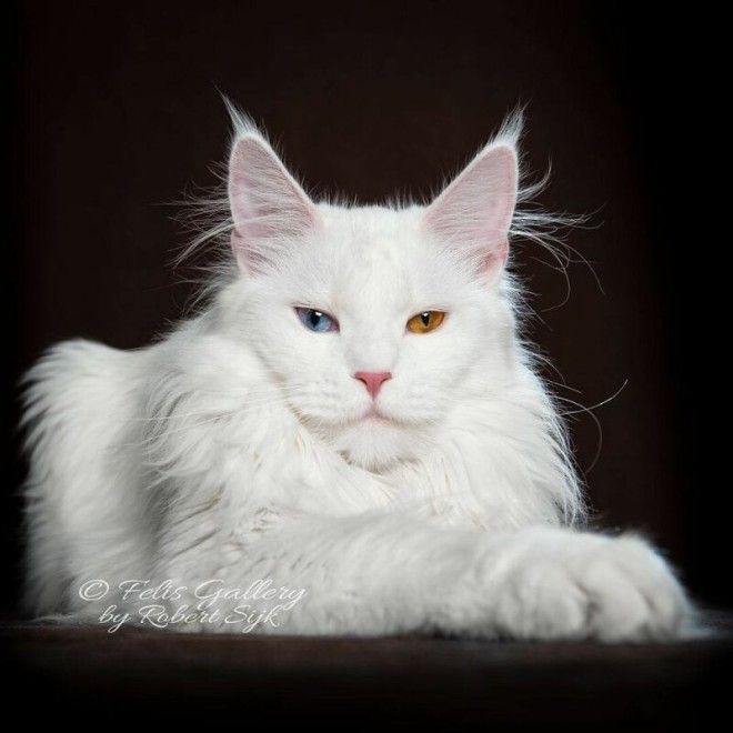 Магическая красота мейнкунов, самых крупных кошек 73