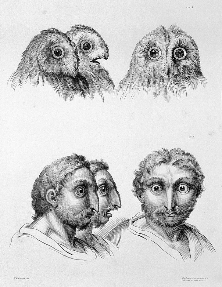 Французский художник представил, как выглядели бы люди, если бы произошли не от приматов, а от других животных 57