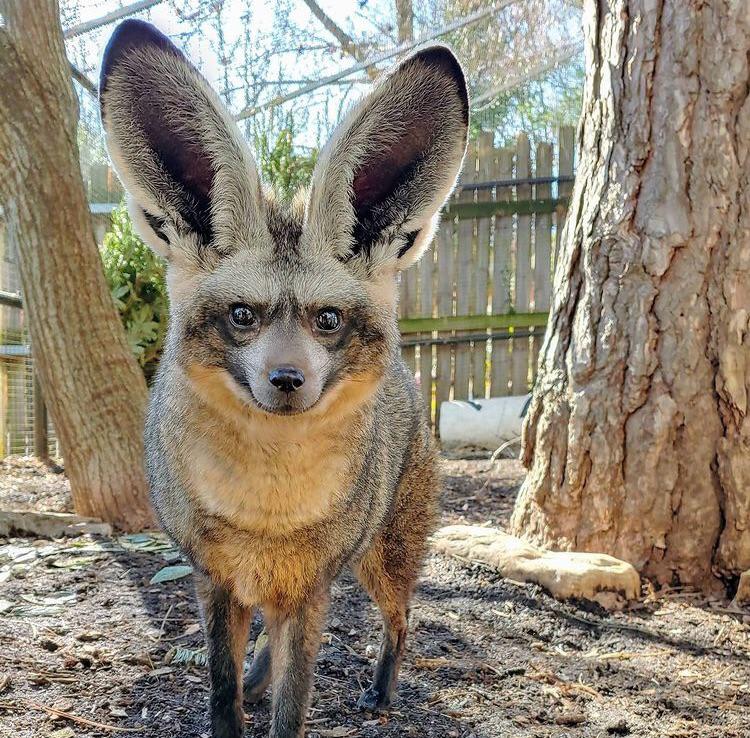 16 неотразимых животных, которых природа сделала ещё круче, наградив их знатными ушами 50