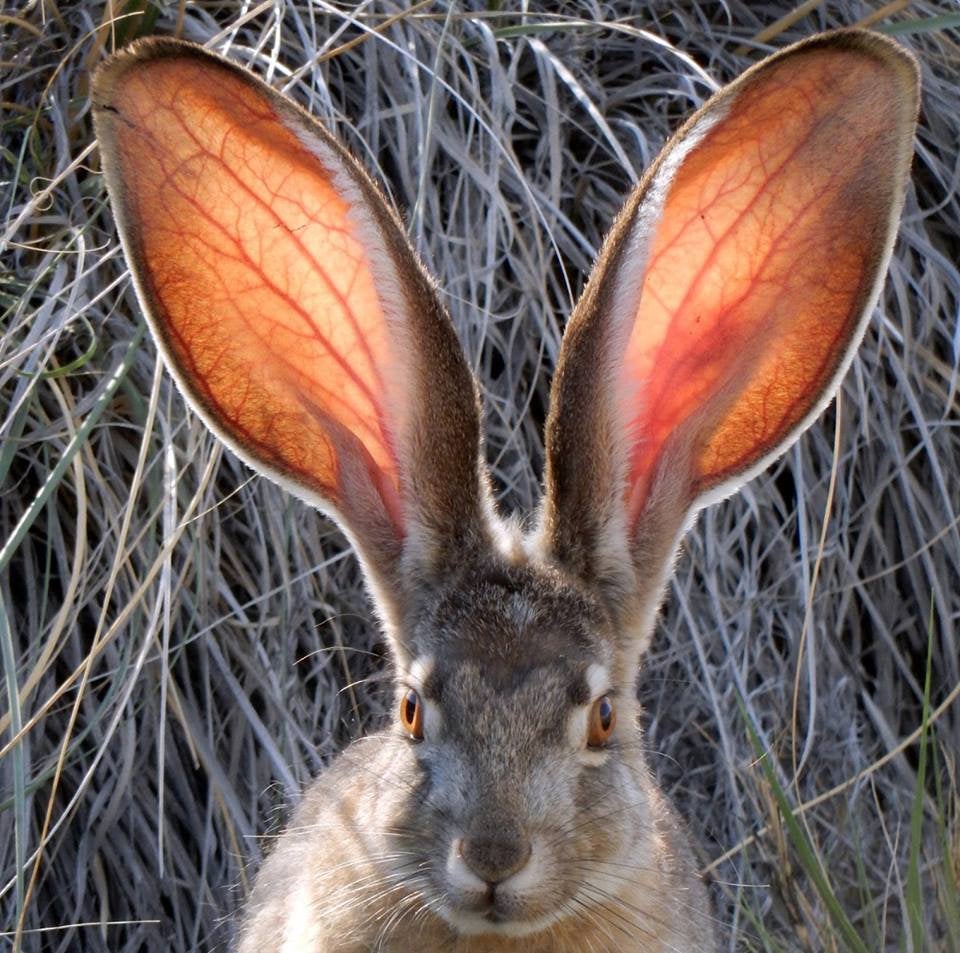 16 неотразимых животных, которых природа сделала ещё круче, наградив их знатными ушами 53