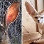 16 неотразимых животных, которых природа сделала ещё круче, наградив их знатными ушами