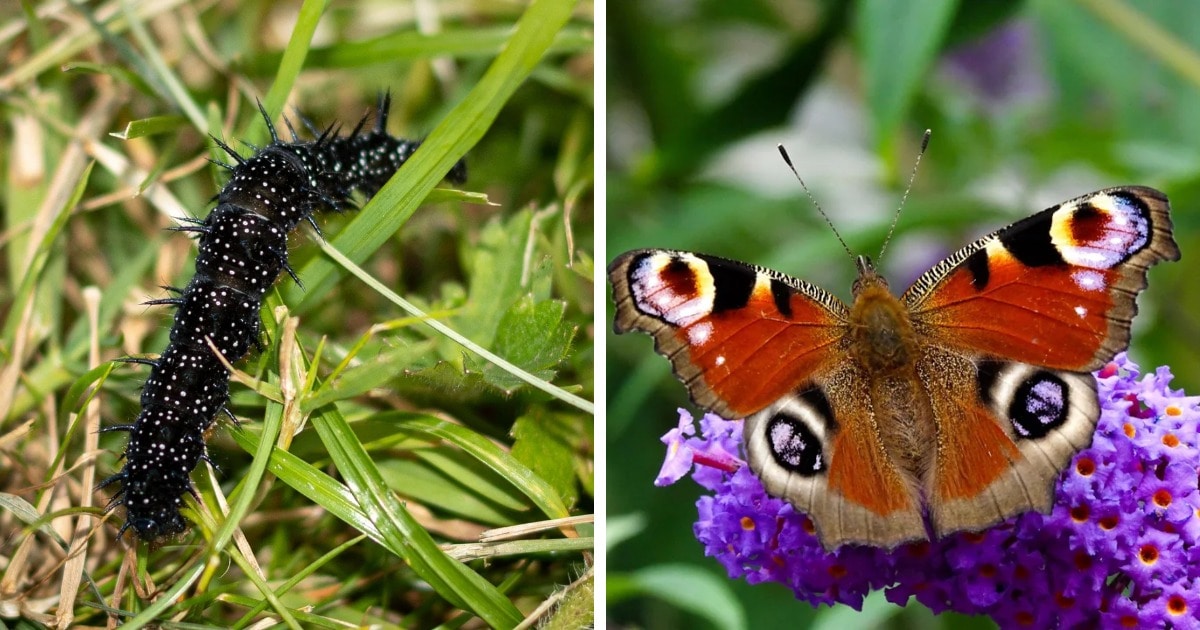12 фотографий, на которых показано, что удивительные бабочки могут быть прелестны и в образе гусеницы 42