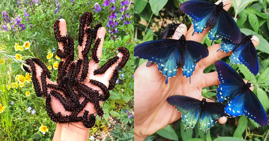 12 фотографий, на которых показано, что удивительные бабочки могут быть прелестны и в образе гусеницы 48