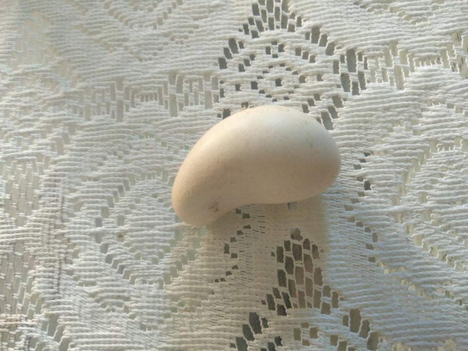 15 фотографий странных куриных яиц, которые доказывают, что даже такая простая вещь может быть удивительной 53
