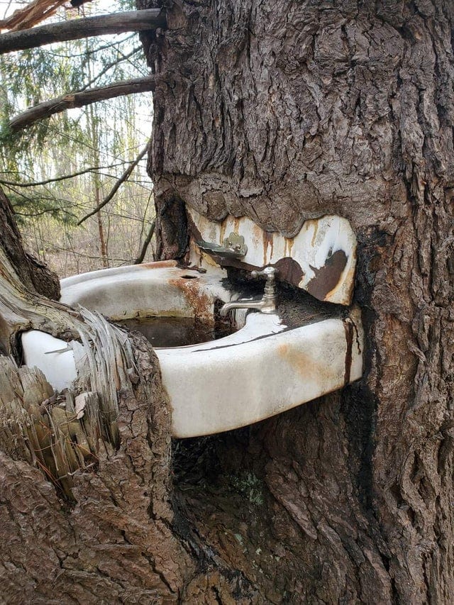 16 жутковатых фотографий, показывающих, что деревья могут поглотить любую вещь, которая будет им мешать 61