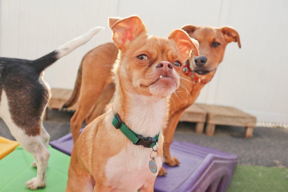 13 забавных снимков собак, чьи невероятно выразительные мордахи способны и развеселить, и озадачить 44