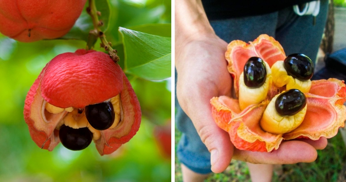 18 необычных, но вполне реальных фруктов и ягод, которые словно были выращены в волшебном саду 56