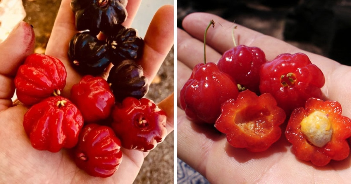 18 необычных, но вполне реальных фруктов и ягод, которые словно были выращены в волшебном саду 70