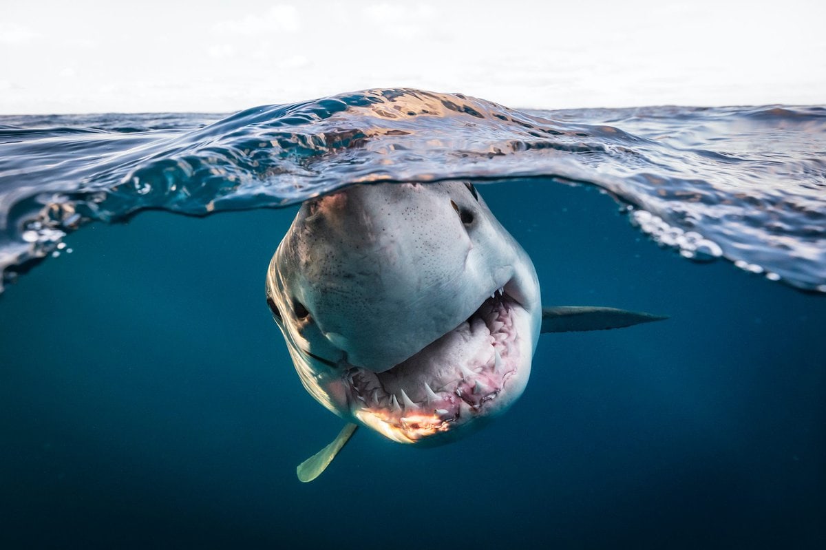 19 фото с конкурса Underwater Photographer of the Year 2022, на которые засмотрелся бы даже Жак-Ив Кусто 60