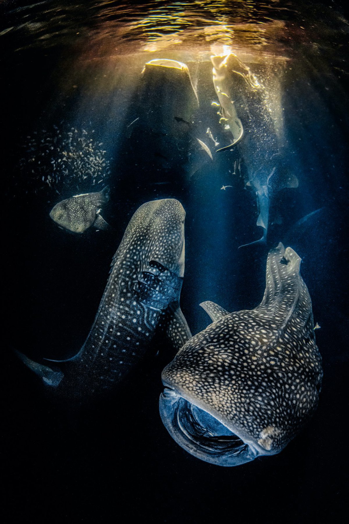 19 фото с конкурса Underwater Photographer of the Year 2022, на которые засмотрелся бы даже Жак-Ив Кусто 58